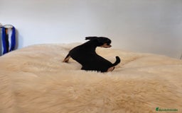 Pinscher Miniatura perros en venta: Mini pincher - Imagen 6
