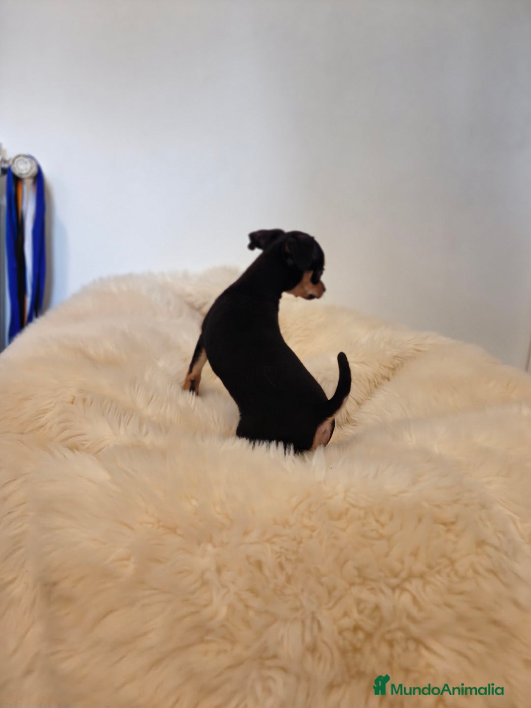Pinscher Miniatura perros en venta: Mini pincher - Imagen 6