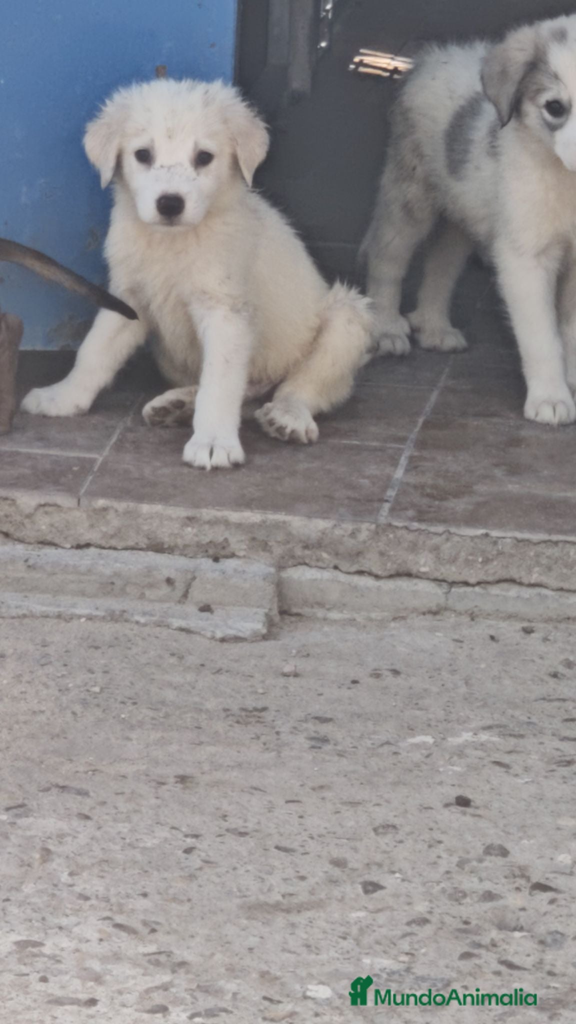 Mastín Español perros Mastin español - Anuncio 1