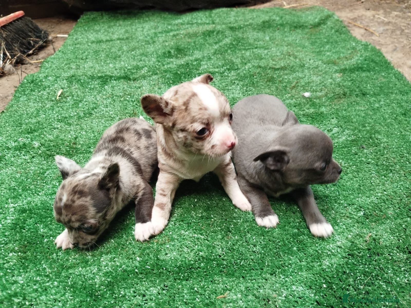 Chihuahua perros Espectaculares chihuahuas línea rusa en Sevilla - Anuncio 2