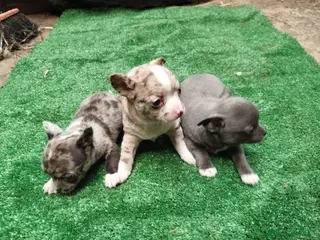 Chihuahua perros Espectaculares chihuahuas línea rusa en Sevilla - Anuncio 1