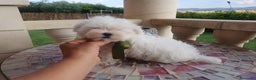 Bichón Maltés perros en venta: Bichon Maltes  - Anuncio 7