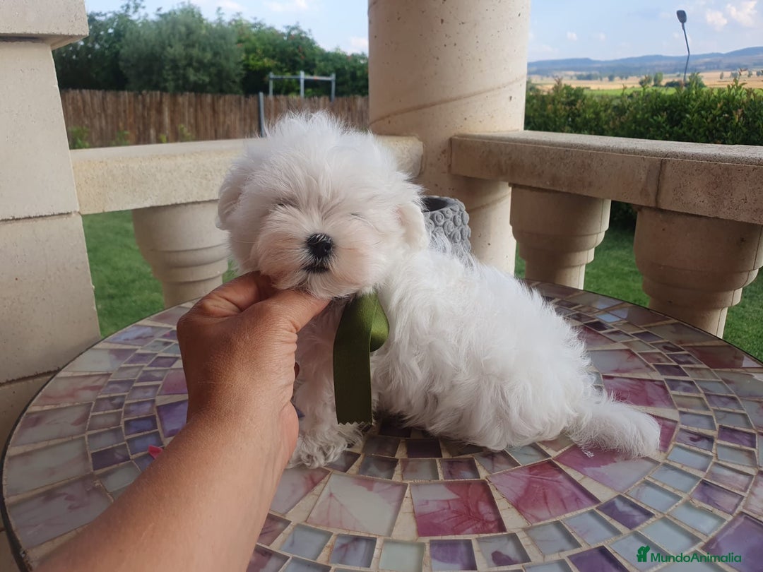 Bichón Maltés perros en venta: Bichon Maltes  - Imagen 7