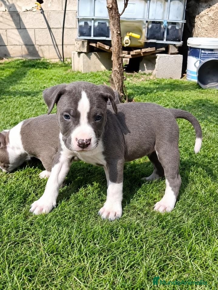 American Pit Bull Terrier perros en venta: American Pitbull Terrier - Anuncio 2