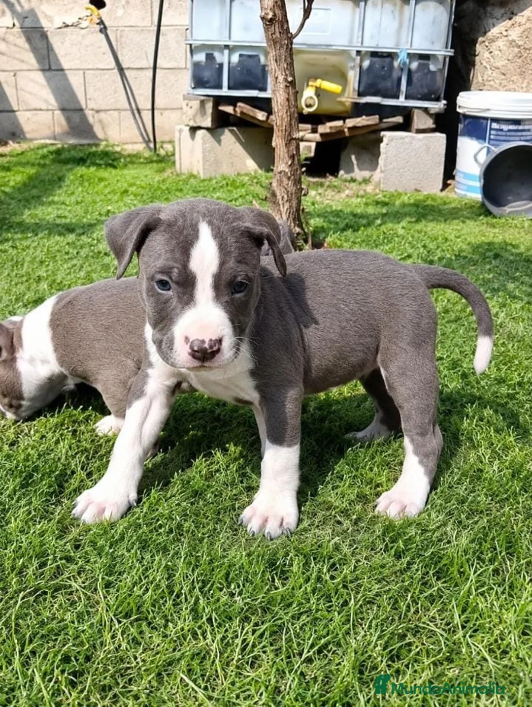 American Pit Bull Terrier perros en venta: American Pitbull Terrier - Anuncio 1