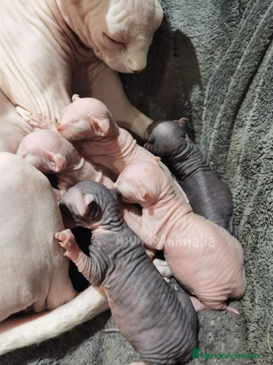 Imagen de galería {{count}}