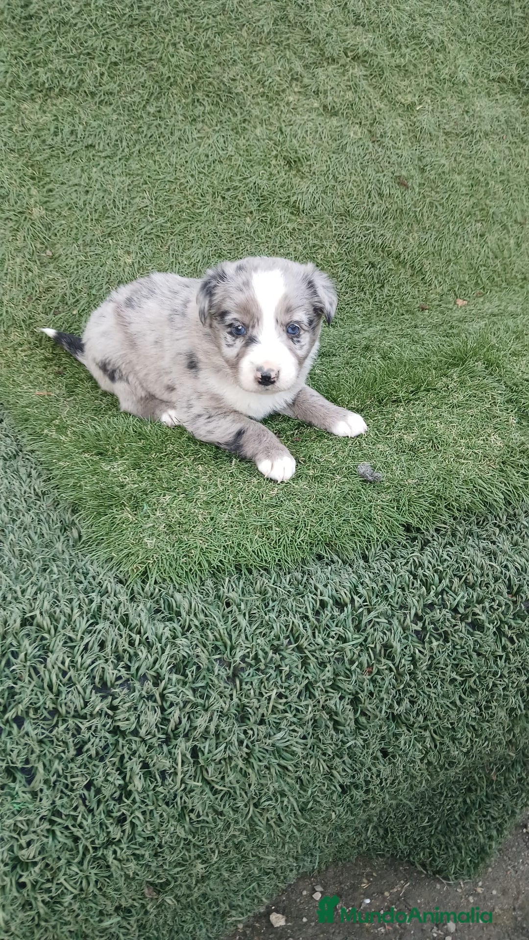 Border Collie perros en venta: Border Collie Merle - Imagen 4
