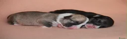 Welsh Corgi Pembroke perros en venta: Preciosas cachorras de Welsh corgi Pembroke - Anuncio 9