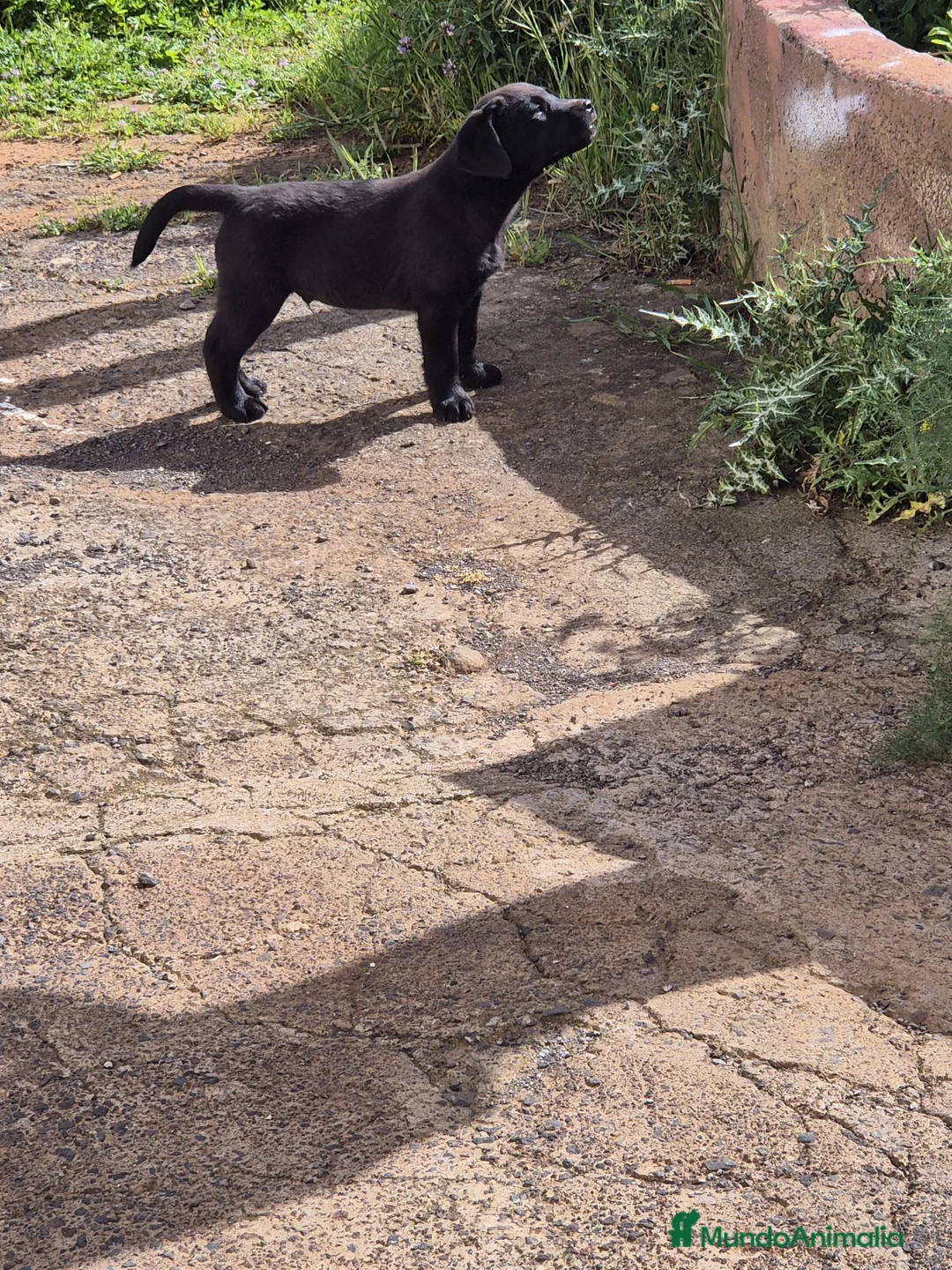 Labrador Retriever perros en venta: Cachorros Labrador Retriever Las Palmas / Tenerife - Anuncio 1