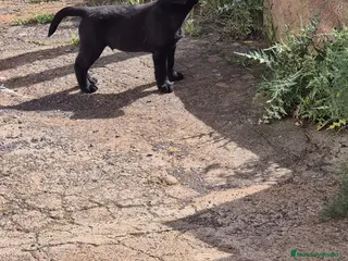 Labrador Retriever perros Cachorros Labrador Retriever Las Palmas / Tenerife - Anuncio 2