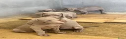Weimaraner perros en venta: CACHORROS DE BRACO DE WEIMAR - Anuncio 6