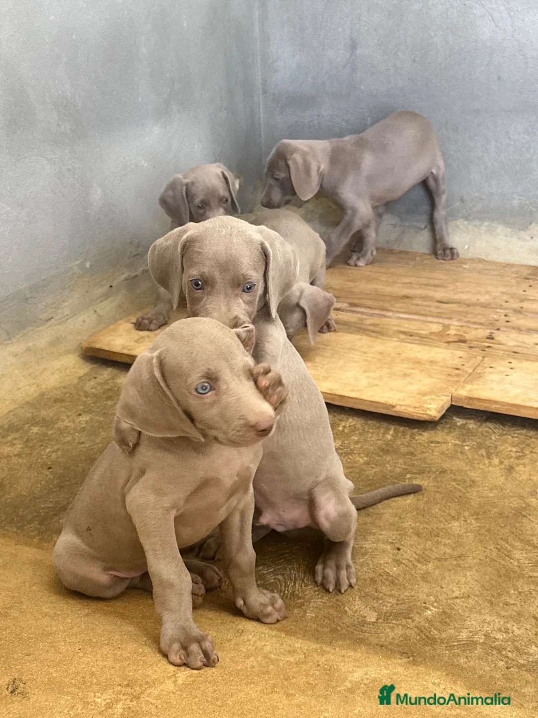 Weimaraner perros en venta: CACHORROS DE BRACO DE WEIMAR - Anuncio 6