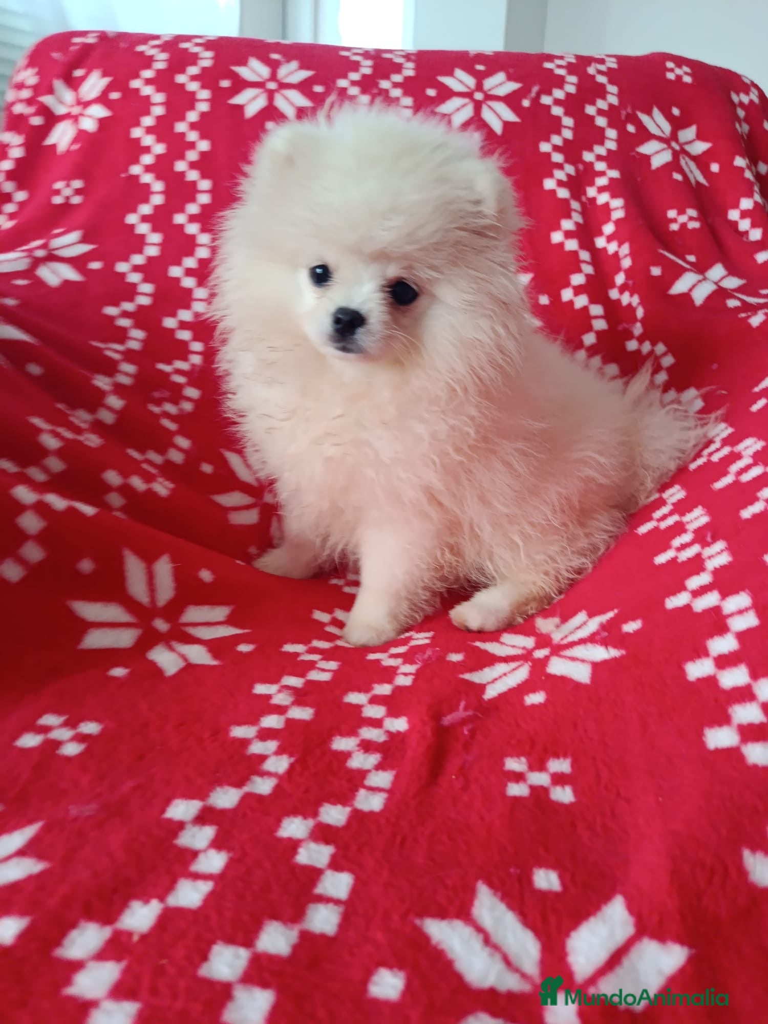 Pomerania perros Pomerania mini en Valencia  - Anuncio 26