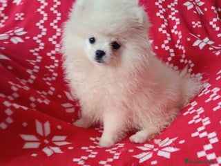 Pomerania perros Pomerania mini en Valencia - Anuncio 21