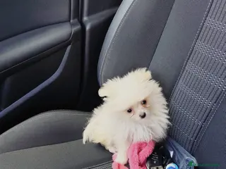 Pomerania perros Pomerania toy toy - Anuncio 1