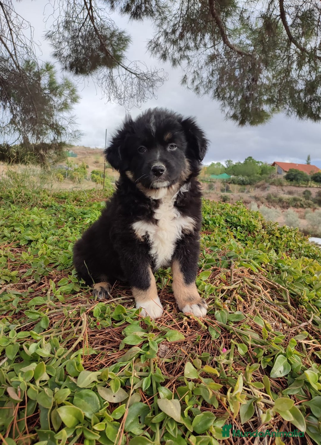 Pastor Miniatura Americano perros en venta: Cachorro Pastor Americano - Anuncio 7