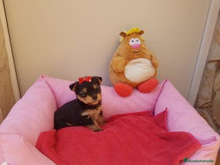 Yorkshire Terrier perros Yorkshire bebés preciosos en Barcelona - Anuncio 9