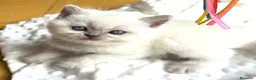 Británico de Pelo Corto gatos en venta: British Point  - Anuncio 5