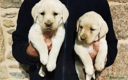Labrador Retriever perros en venta: Cachorros de Labrador  - Anuncio 4