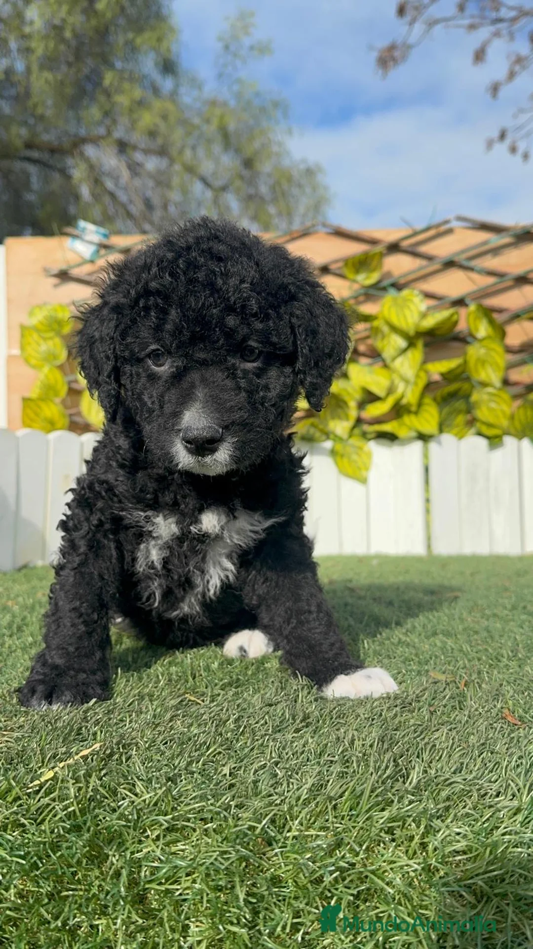 Perro de Agua Español perros en venta: PERRO DE AGUA  - Anuncio 13