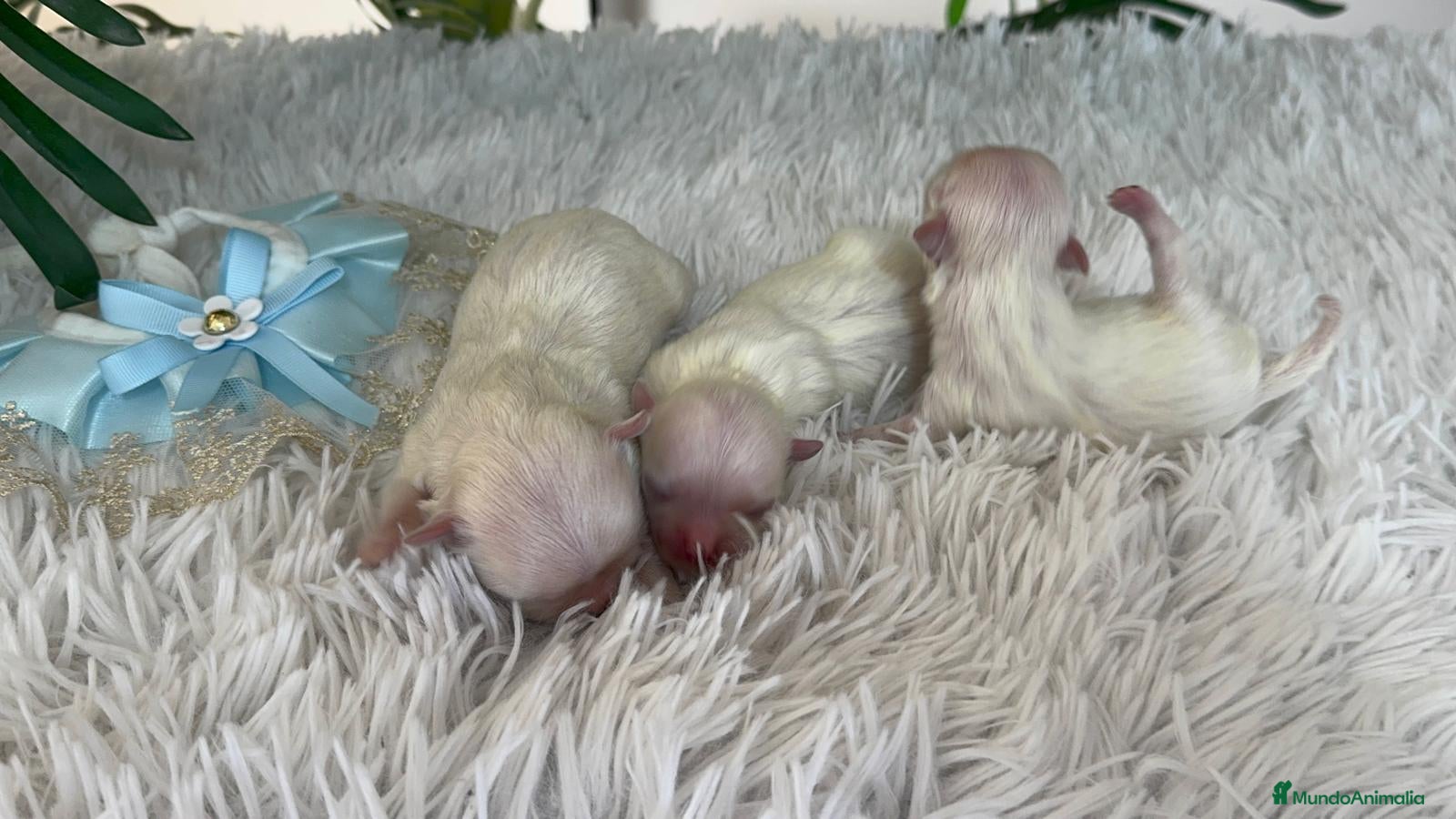 Bichón Maltés perros BICHON MALTES 100% COREANO - Anuncio 2