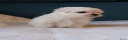 Bichón Maltés perros en venta: Maltés Toy - Anuncio 11