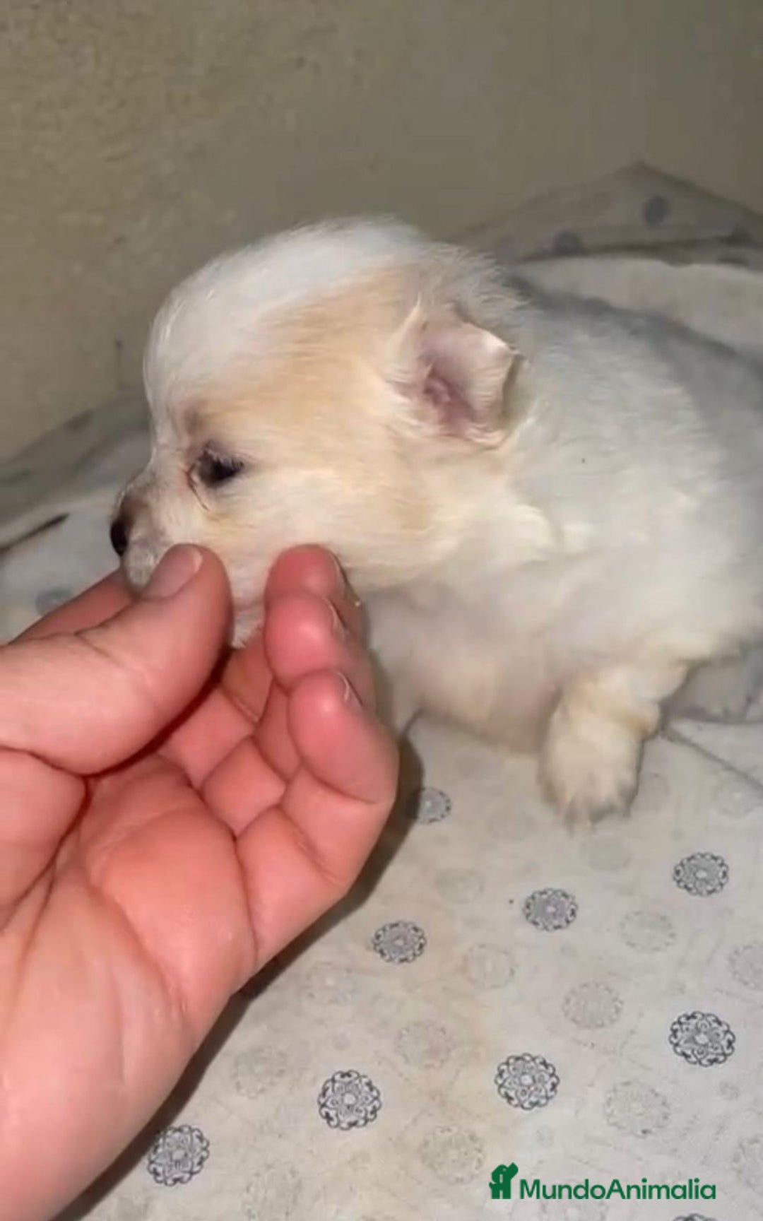 Pomerania perros en venta: Lulu pomerania toy - Anuncio 8