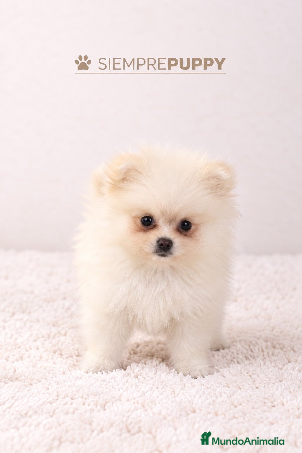 Pomerania perros POMERANIA BLANCO MINI TOY - Anuncio 6