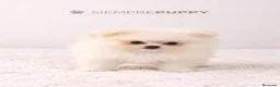 Pomerania perros en venta: POMERANIA BLANCO MINI TOY - Anuncio 1