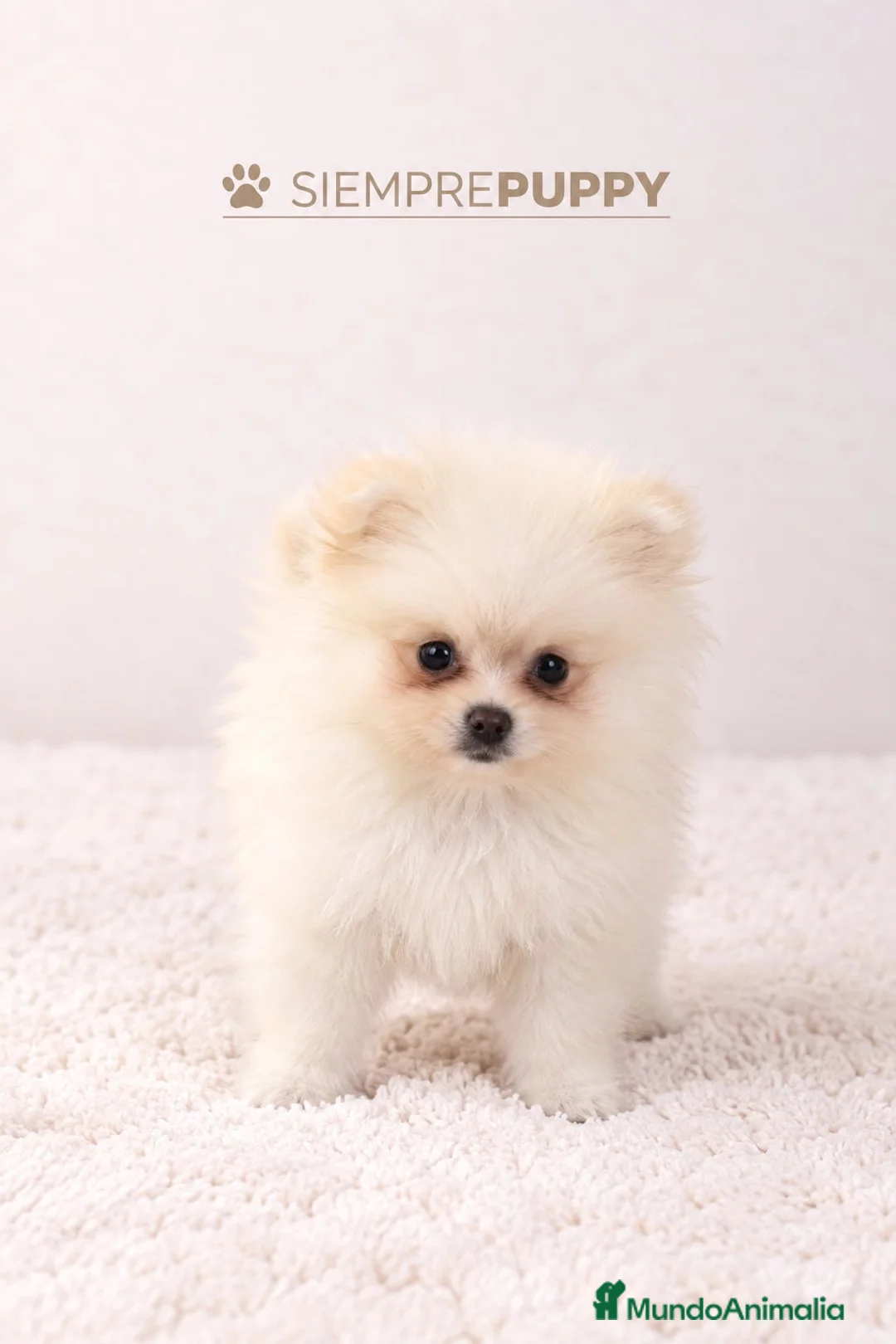 Pomerania perros en venta: POMERANIA BLANCO MINI TOY - Anuncio 1