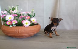 Pinscher Miniatura perros en venta:  🐾 Pincher Miniatura Negro y Fuego 🐾 - Imagen 2