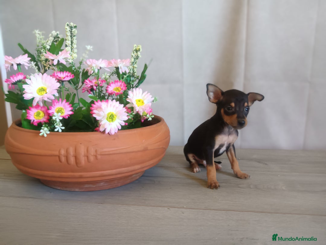 Pinscher Miniatura perros en venta:  🐾 Pincher Miniatura Negro y Fuego 🐾 - Imagen 2