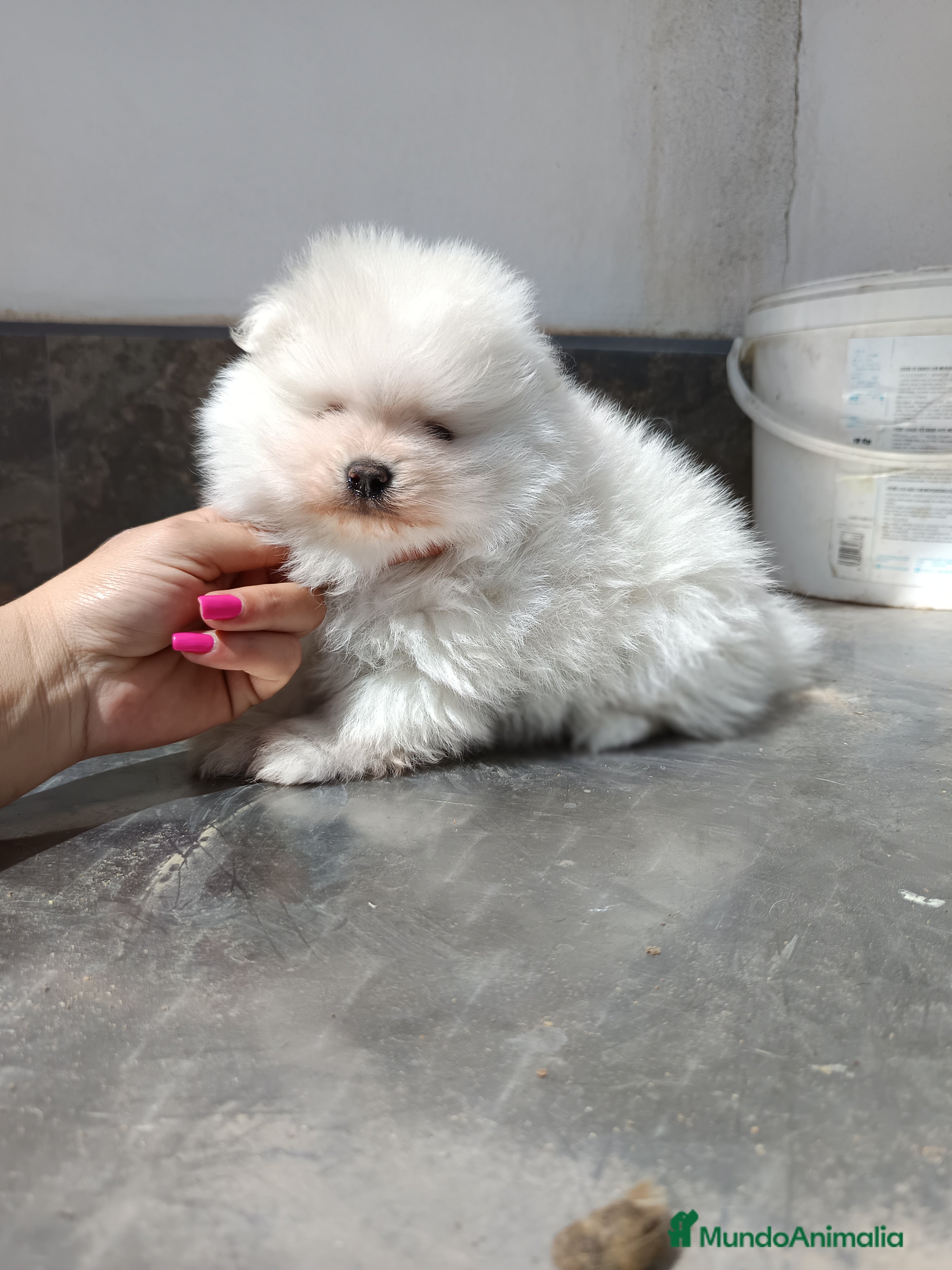 Pomerania perros Pomerania de lulu en Badajoz - Anuncio 39