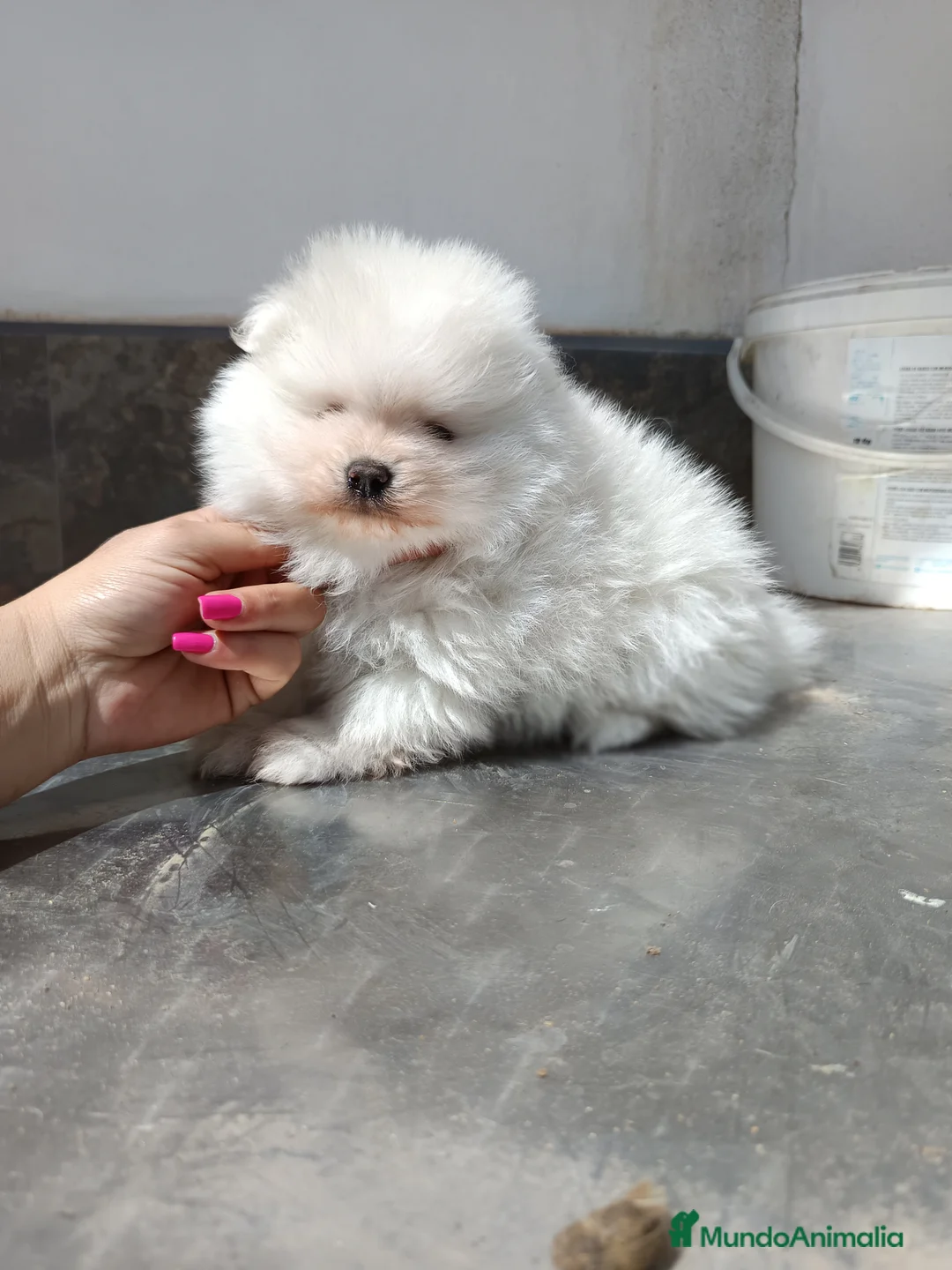 Pomerania perros en venta: Pomerania de lulu en Badajoz - Anuncio 1