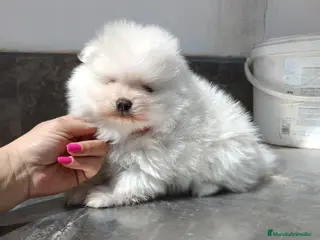 Pomerania perros Pomerania de lulu en Badajoz - Anuncio 27