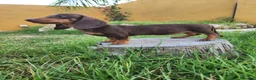 Teckel Miniatura perros en venta: Teckel chocolate precio real - Anuncio 2