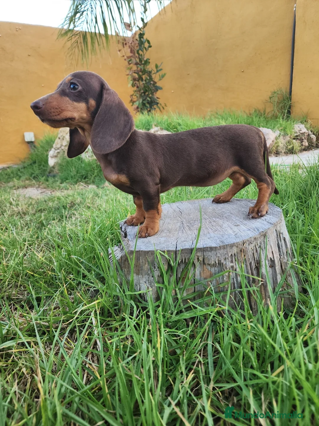 Teckel Miniatura perros en venta: Teckel chocolate precio real - Anuncio 2
