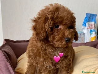 Caniche Toy perros en Salamanca - Anuncio 11