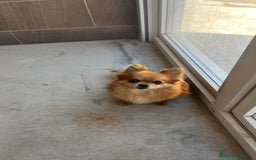 Pomchi perros en venta: Pomchi hembra  - Imagen 3