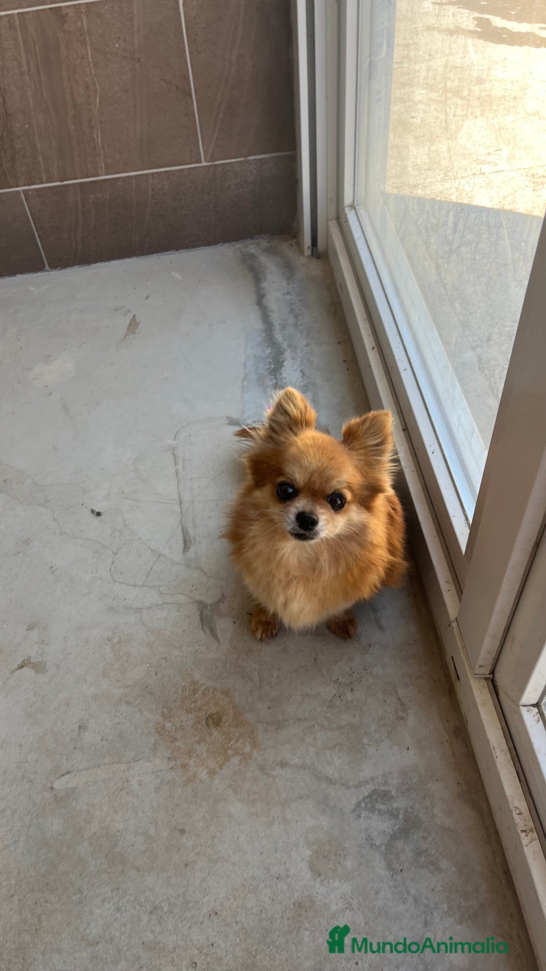 Pomchi perros en venta: Pomchi hembra  - Imagen 3