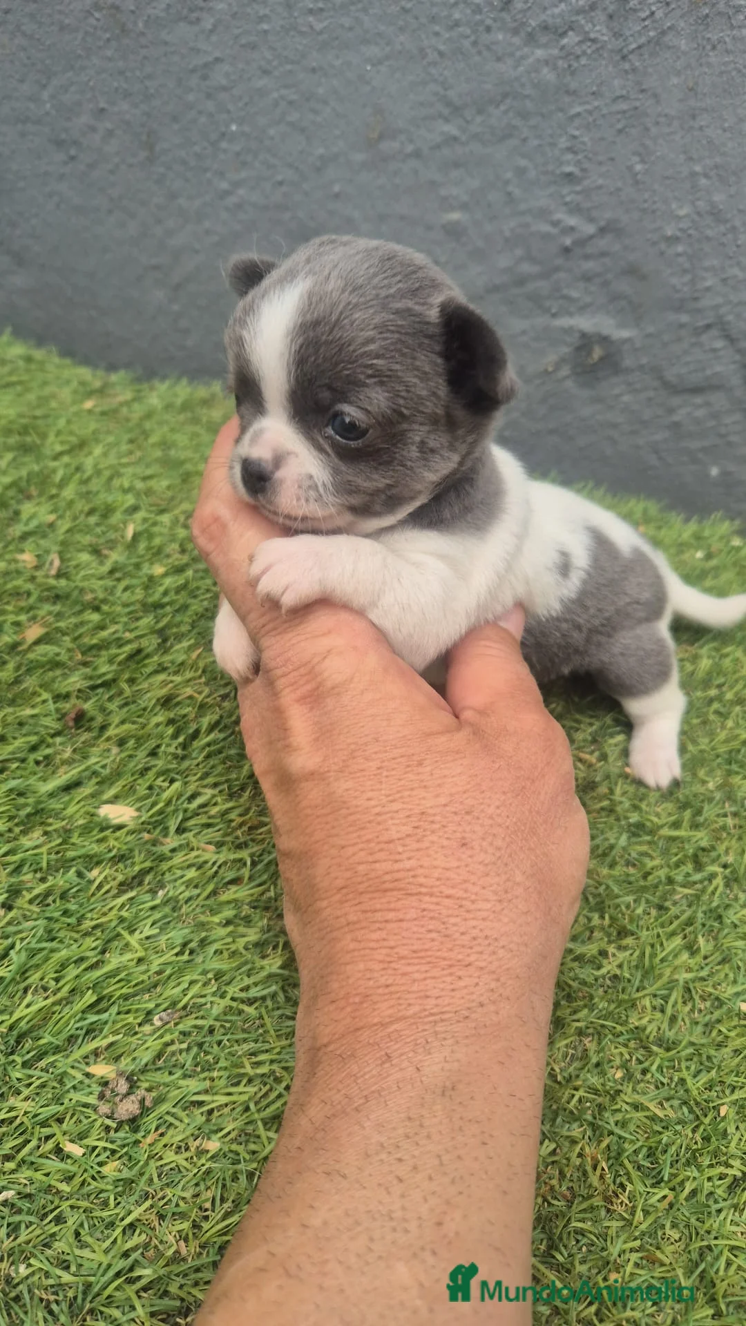 Chihuahua perros en venta: Chihuahua Toy hembra  - Anuncio 1