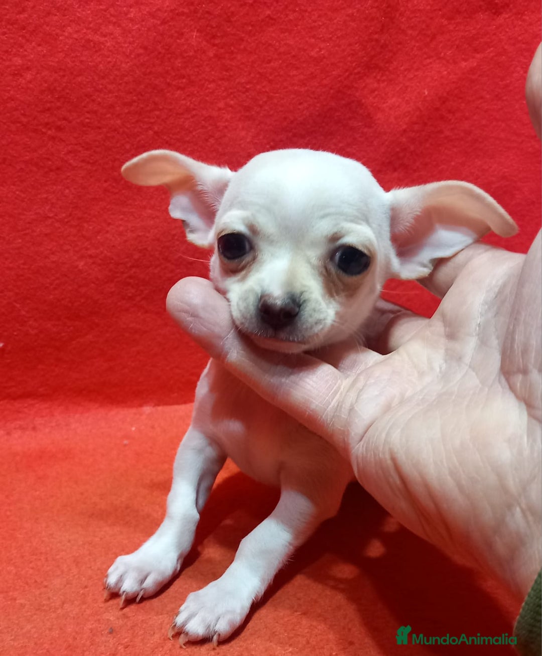 Chihuahua perros en venta: macho de chihuahua toy blanco  - Anuncio 2
