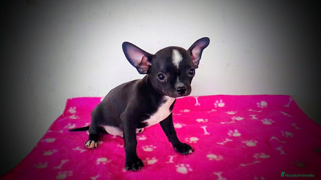 Chinook perros en venta: Mini Chihuahua  - Imagen 1