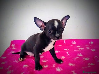 Chinook perros Mini Chihuahua - Anuncio 2