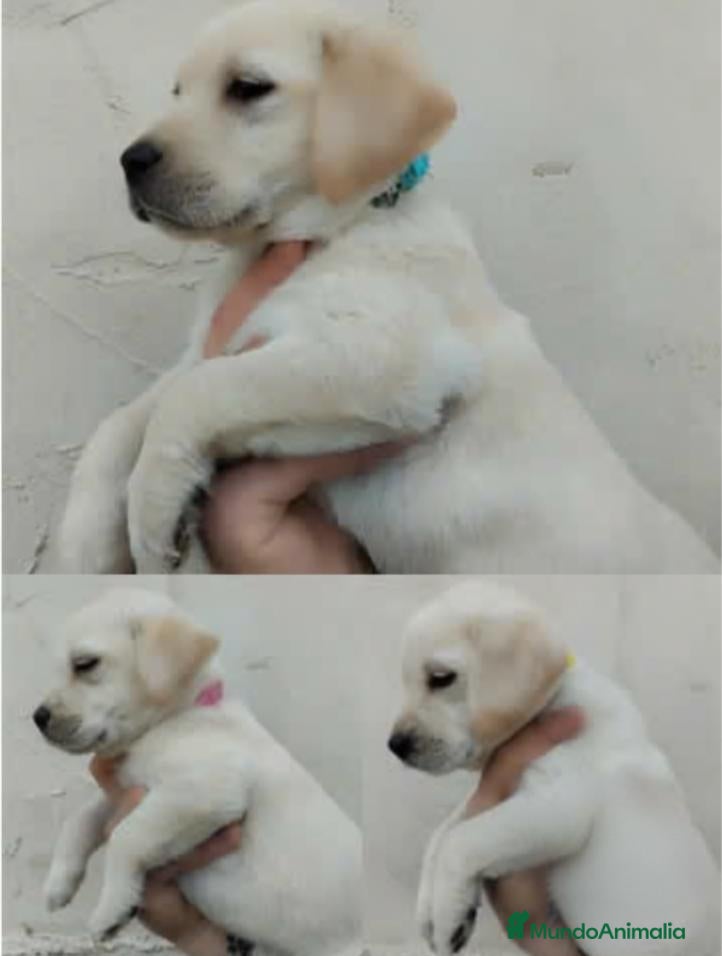 Labrador Retriever perros Labrador Retriever - Anuncio 1