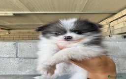 Pomerania perros en venta: Cachorros de pomerania toy - Imagen 4