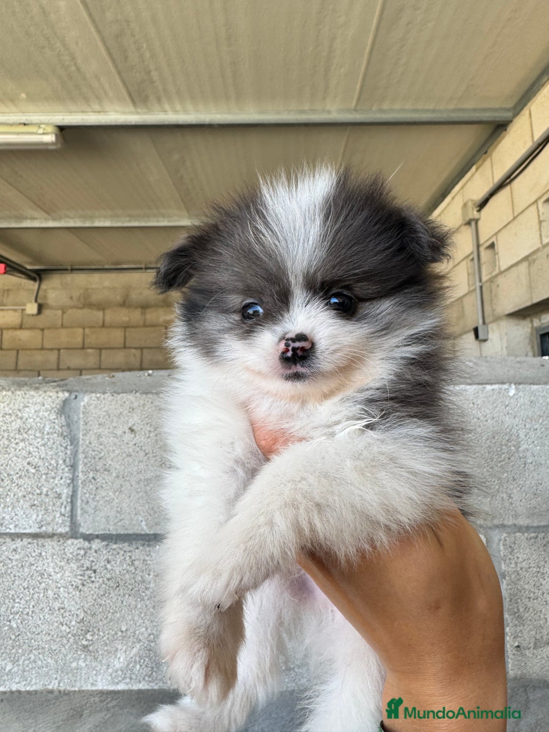 Pomerania perros en venta: Cachorros de pomerania toy - Imagen 4