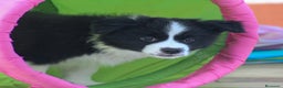 Border Collie perros en venta: Cachorras de border collie  - Anuncio 2