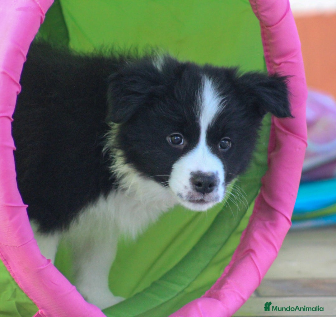 Border Collie perros en venta: Cachorras de border collie  - Anuncio 2