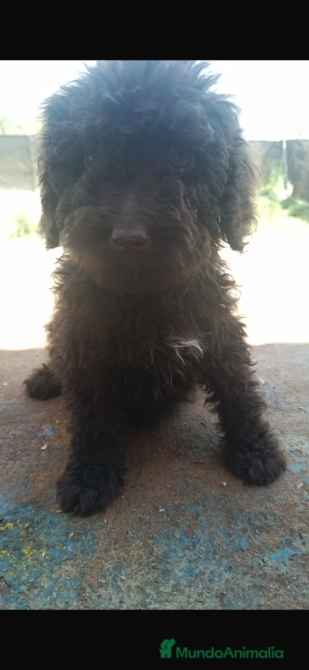 Perro de Agua Español perros en venta: Última hembra perro de agua!!!🐶🐾 en Córdoba - Anuncio 2